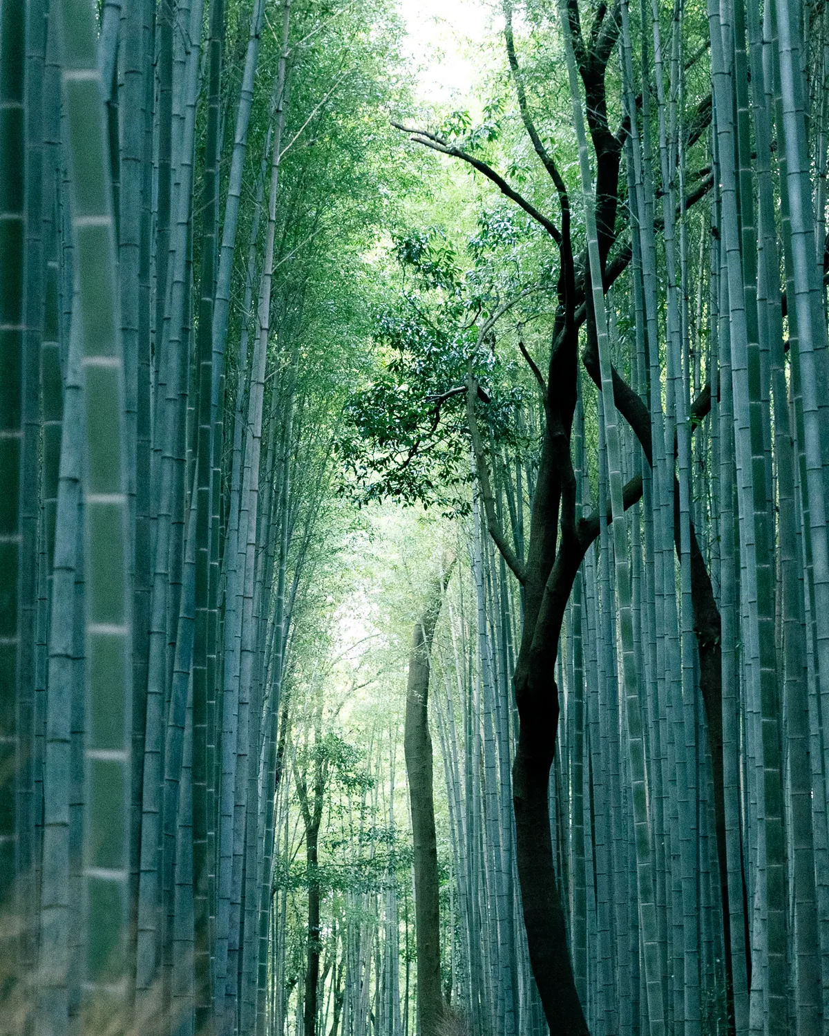 Bamboo grove